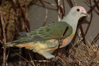 Ptilinopus regina - Rose-crowned Fruit-Dove