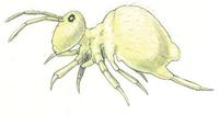 Image of: Sminthurus viridis (lucerne flea)