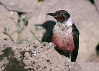 Melanerpes lewis - Lewis's Woodpecker