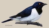 Image of: Speculipastor bicolor (magpie-starling)