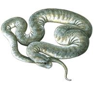 Image of: Acrochordus arafurae (file snake)