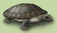 Image of: Dermatemys mawii (Mesoamerican river turtle)