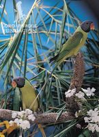Grey-headed Parakeet - Psittacula finschii