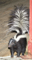 : Mephitis mephitis; Striped Skunk