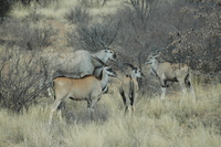 : Tragelaphus oryx oryx; Cape Eland