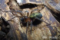 : Amaurobius fenestralis; Spider