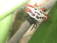 : Gastheracantha sp; Crab Spider