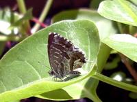 Cacyreus marshalli - Geranium Bronze