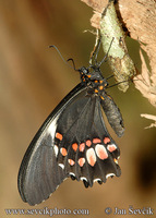 Papilio anchisiades - Ruby-spotted Swallwtail