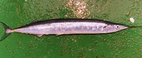 Scomberesox saurus saurus, Atlantic saury: fisheries, bait