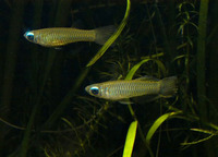 Aplocheilichthys normani, Norman's lampeye: aquarium