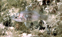 Foa brachygramma, Weed cardinalfish: aquarium
