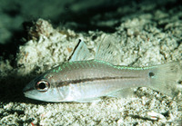 Apogon exostigma, Narrowstripe cardinalfish: