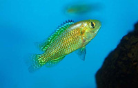 Pseudocrenilabrus multicolor multicolor, Egyptian mouth-brooder: aquarium