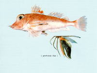Lepidotrigla spiloptera, Spotwing gurnard: fisheries