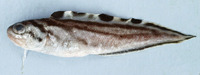 Sirembo jerdoni, Brown-banded cusk-eel: fisheries