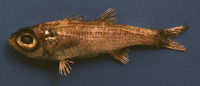 Epigonus pandionis, Bigeye: fisheries