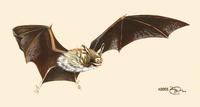 Image of: Craseonycteris thonglongyai (bumblebee bat)
