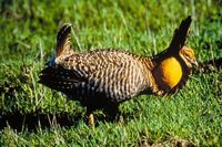 Tympanuchus cupido attwateri - Attwater's Greater Prairie Chicken
