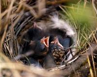 Passer montanus - Tree Sparrow