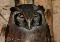 Bubo lacteus - Verreaux's Eagle Owl