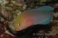 Pseudochromis dilectus - Dilectis Dottyback