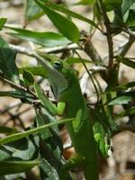 Anolis carolinensis - Green Anole