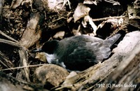 Audubon's Shearwater - Puffinus lherminieri