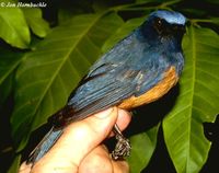 Timor Blue Flycatcher - Cyornis hyacinthinus
