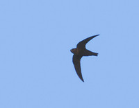 Black Swift (Cypseloides niger) photo