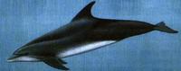 The Atlantic Bottlenose Dolphin can reach a length of up to 12.5