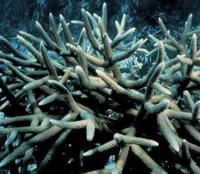 staghorn coral, underwater photo