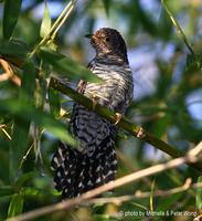 Lesser Cuckoo » Cuculus poliocephalus