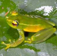 : Boophis andohahela; Andohahela's Green Treefrog