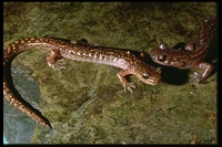 : Onychodactylus fischeri; Long-Tailed Clawed Salamander