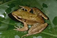: Rana juliani; Maya Mountain Frog