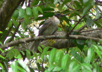 : Philemon corniculatus; Noisy Friarbird
