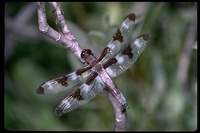 : Libellula pulchella; Ten-spot Skimmer Dragonfly