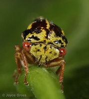 : Ophiderma flava; Treehopper