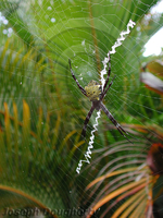 : Argiope appensa; Garden Spider