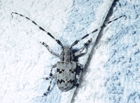 : Synaphaeta guexi; Spotted Tree Borer