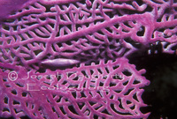 : Simnia acicularia; Purple Simnia Snail;