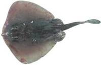 Sparsely-spotted Stingaree - Urolophus paucimaculatus