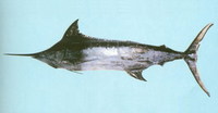 Makaira mazara, Indo-Pacific blue marlin: fisheries, gamefish