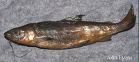 Coregonus nigripinnis, Blackfin cisco: