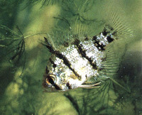 Enneacanthus chaetodon, Blackbanded sunfish: