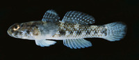 Bathygobius cocosensis, Cocos frill-goby: aquarium