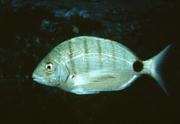 Diplodus sargus cadenati, Moroccan white seabream: fisheries