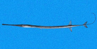 Fistularia corneta, Pacific cornetfish: fisheries