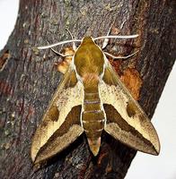 Hyles euphorbiae - Spurge Hawk-moth